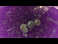 russula virescens 2015 hd