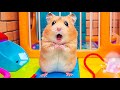 Smart Plan  Hamster Digs Tunnel to Escape Prison Maze 🐹 Hamster Maze