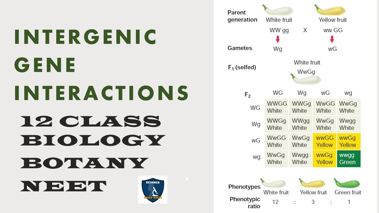 Intergenic Gene Interactions | Classic Genetics | Botany -12th | CBSE ...