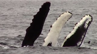 5.30.14 Humpback Whales Monterey