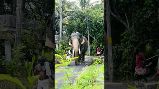 Thiruvambady Kannan Latest Video #manadi kannan #trendingshorts #keralaelephant  #trending