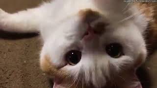 【癒し猫動画まとめ】キュン死に注意！ぬっこぬこにしてあげる＃14