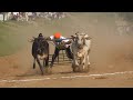 1 no. ox race Punjab