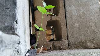 no importa el cemento la planta crece por las grietas