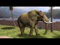 Top 10 Elephant Attack Videos So Dangerous!!!!