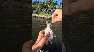 This Worked Too Well! Mojarra Live Bait #fishing #florida #bigfish