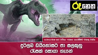 දුර්ලබ ඩයිනෝසර් පා සලකුණු රැසක් හමු වෙයි - Revelations of rare dinosaurs