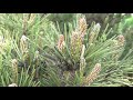 european pine sawfly larvae creepy