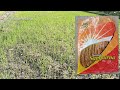 kaveri sampurna k p 108 paddy seed कावेरी संपूर्ण धान वैरायटी dhaan narsari ropayi dhan