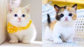 Baby Cats - Cute and Funny Cat Videos Compilation #15 | Aww Animals