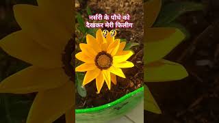 कल तक जो तेरा था आज वो मेरा#floweringplant#viralshortvideos#plants#hibiscus#gardeningflowers#likesub