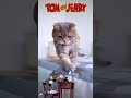 Tom & Jerry in classic cartoon recap by Animals Cinema Voices, Cute and Funny cat