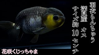 羽衣らんちゅう（深見産）約10センチ　オス　花咲くじっちゃま