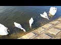 ビッグ４羽ヒナ親子 20180624　手賀沼曙橋周辺のハクチョウ白鳥スワンswans