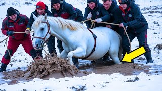 Heroic Dog Saves Trapped Horse in Icy Weather | Amazing Rescue Story