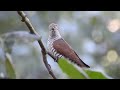 นกคัดคูสีม่วง ตัวเมีย violet cuckoo chrysococcyx xanthorhynchus female 5 12 17