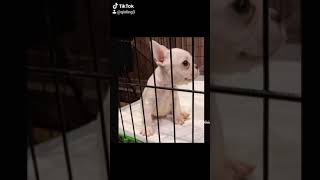 法國鬥牛犬~哮天犬舍