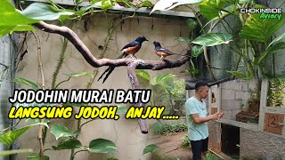 JODOHIN MURAI BATU YANG GA PAKE RIBET, LANGSUNG JODOH | Episode 33