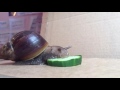 Timelapse, Giant African Land Snail eating