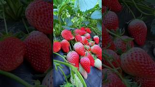 Strawberry 🍓 Farming | Big And Juicy Strawberry | beautiful nature