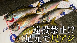 【衝撃】足元で釣れるアジが全て尺アジだった！［投げないカゴ釣り］