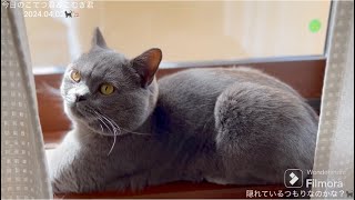 今日のこてつ君＆こむぎ君　2024.04.02🐈‍⬛🐈