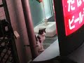 コンビニ前の近所の野良猫　stray cats in the neighborhood convenience store before