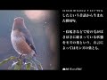 モズの囀り｜日本野鳥情報局