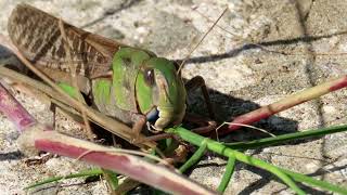 【バッタの食事】モグモグと葉を食べるトノサマバッタ