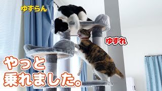 ビビリな猫がキャットタワーに登れるようになりました。