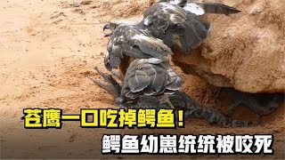 苍鹰一口吃掉鳄鱼！水中霸主被凄惨暴揍！鳄鱼幼崽统统被咬死