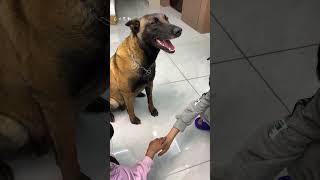 马犬黑豹 狗和孩子 任何时间 任何地点