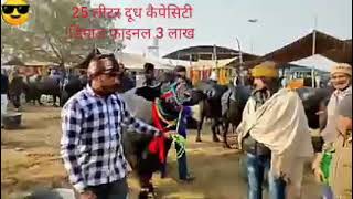 3 timer 25 लीटर दूध कैपेसिटी🔥😱🔥 || रामपुरा फूल पशु मंडी ||Rampura ful pashu mandi ||