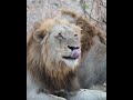 lindo dúo de leones nkuhuma y khanya talamati shorts lions wildlife bigcats