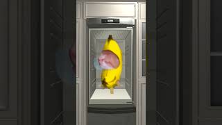 Bananacat Trying to Sleep #gmod 😹🍌