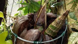 Cultivo de Rodriguesia lanceolata e orquídeas nativas da região norte e desafio.