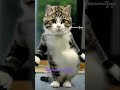 😄🤣🐕🐈💃taklitçi kedi yo yo tarkan şarkı turkish singer kedi cats catshorts shorts