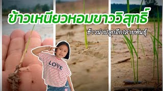 ข้าวเหนียวหอมขาววิสุทธิ์ ข้าวน่าปลูกอีก1ชนิด