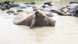 Banni Buffalo-- Drinking water in Banni grassland-- lake