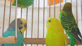 2 males and 2 females budgies making a master music in the Spring.  5 Hr Parakeet Chirping