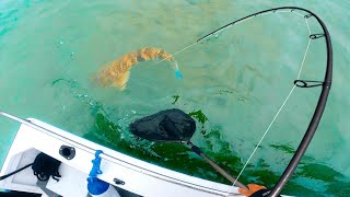 Endless Big Fish on Australian Sand Flat