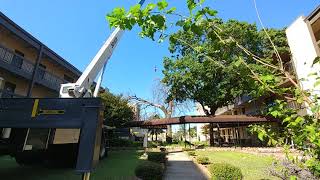 Crispy tree removals at military base