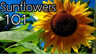 Sunflowers Are Super EASY To Grow!- Complete Grow Guide