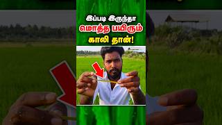 பயிர் மொத்தமா பழுப்பு கலரா மாறுதா ? #potash #pottasium #dap #agriculture #potash #vamfungi