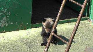 ２０１１年５月　昭和新山クマ牧場　ケンタ君