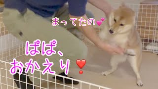 パパ、おかえり！！ リーダー帰宅時の柴犬の熱烈なお迎え