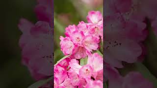 The azaleas bloom for a hundred miles in Bijie, Guizhou, China.贵州毕节百里杜鹃🌺全球最大原始杜鹃林进入最佳观赏期😍