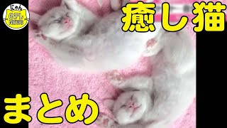 【癒やし猫まとめ】寝姿が独特な猫/心配になるくらい爆睡する猫/どうしても兄と寝たい弟