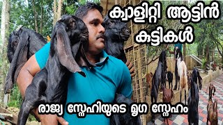 ലാഭകരമായ ആടുവളർത്തൽ  goat farming kerala malayalam