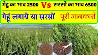 इस बर्ष गेहूं लगाये या सरसों किसमें है ज्यादा मुनाफा / mustard farming / wheat farming |